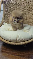 Borris, a male Pomeranian for sale in Chariton, IA – 4 of 8