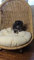 Koda, a male Pomeranian for sale in Chariton, IA – 4 of 6