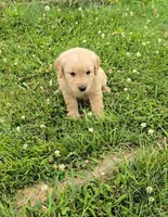 Brown, a male Golden Retriever and English Cream Golden Retriever for sale in Chariton, IA – 4 of 10