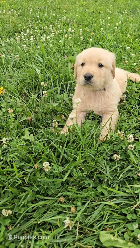 Gray – Golden Retriever, English Cream Golden Retriever puppy for sale in Chariton, IA