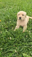 Gray, a male Golden Retriever and English Cream Golden Retriever for sale in Chariton, IA – 1 of 8