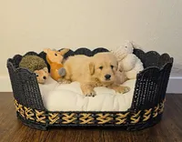 Orange, a male Golden Retriever and English Cream Golden Retriever for sale in Chariton, IA – 4 of 7