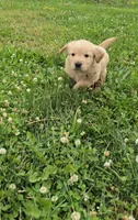 Brown, a male Golden Retriever and English Cream Golden Retriever for sale in Chariton, IA – 2 of 10