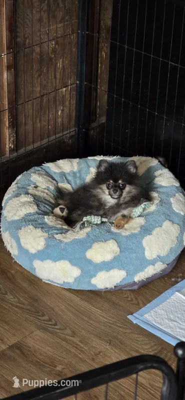 Koda – Pomeranian puppy for sale in Chariton, IA
