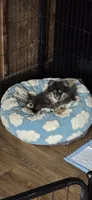 Koda, a male Pomeranian for sale in Chariton, IA – 1 of 9
