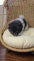 Panda, a female Pomeranian for sale in Chariton, IA – 3 of 5
