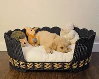 Orange, a male Golden Retriever and English Cream Golden Retriever for sale in Chariton, IA – 5 of 7