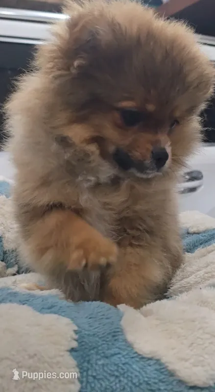 Borris – Pomeranian puppy for sale in Chariton, IA