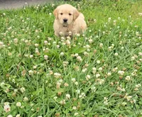 Brown, a male Golden Retriever and English Cream Golden Retriever for sale in Chariton, IA – 6 of 10