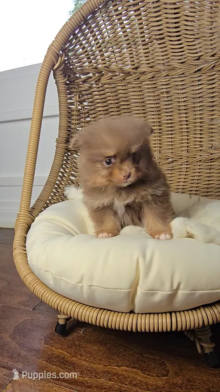 Mocha – Pomeranian puppy for sale in Chariton, IA
