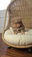 Mocha, a female Pomeranian for sale in Chariton, IA – 1 of 2