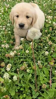 Purple , a female Golden Retriever and English Cream Golden Retriever for sale in Chariton, IA – 2 of 7