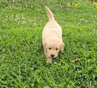 Orange, a male Golden Retriever and English Cream Golden Retriever for sale in Chariton, IA – 3 of 7