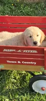 Yellow, a male Golden Retriever and English Cream Golden Retriever for sale in Chariton, IA – 3 of 4