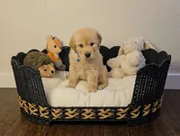 Blue, a male Golden Retriever and English Cream Golden Retriever for sale in Chariton, IA – 6 of 8