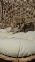 Borris, a male Pomeranian for sale in Chariton, IA – 3 of 8