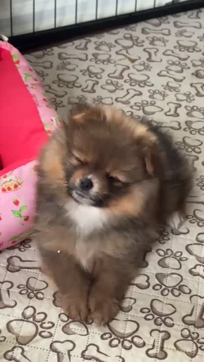 Borris, a male Pomeranian for sale in Chariton, IA – 6 of 9