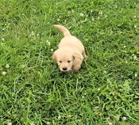 Mable, a female Golden Retriever and English Cream Golden Retriever for sale in Chariton, IA – 3 of 6