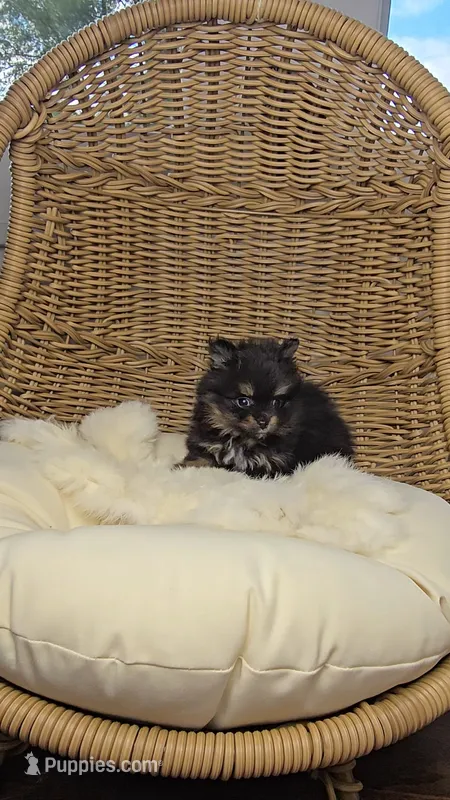 Kiwi – Pomeranian puppy for sale in Chariton, IA
