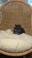Kiwi, a male Pomeranian for sale in Chariton, IA – 1 of 5