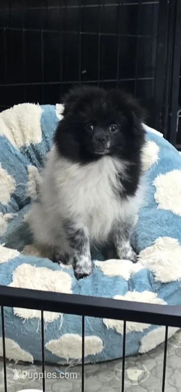 Panda – Pomeranian puppy for sale in Chariton, IA
