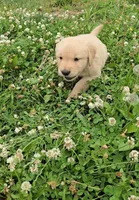 Gray, a male Golden Retriever and English Cream Golden Retriever for sale in Chariton, IA – 2 of 8
