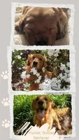 Green, a male Golden Retriever and English Cream Golden Retriever for sale in Chariton, IA – 7 of 7