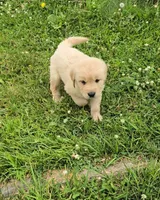 Blue, a male Golden Retriever and English Cream Golden Retriever for sale in Chariton, IA – 2 of 8