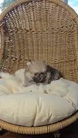 Wolfie, a male Pomeranian for sale in Chariton, IA – 4 of 4