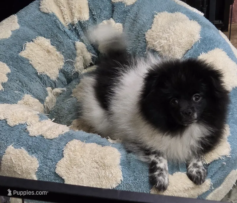 Panda – Pomeranian puppy for sale in Chariton, IA