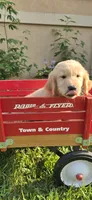 Brown, a male Golden Retriever and English Cream Golden Retriever for sale in Chariton, IA – 3 of 10