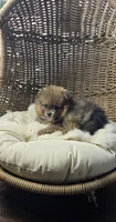 Borris, a male Pomeranian for sale in Chariton, IA – 6 of 8