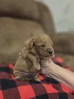 Emmet, a male Cavapoo for sale in Manns Choice, PA – 4 of 4