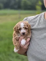 Dixie, a female Poodle - Miniature  for sale in Manns Choice, PA – 3 of 3