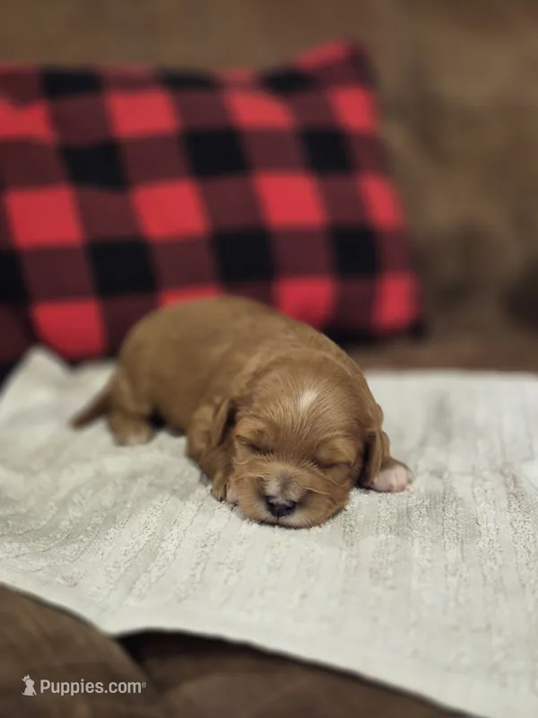 Elsie – Cavapoo puppy for sale in Manns Choice, PA
