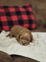 Elsie, a female Cavapoo for sale in Manns Choice, PA – 1 of 6