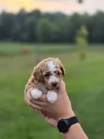 Dixie, a female Poodle - Miniature  for sale in Manns Choice, PA – 2 of 3