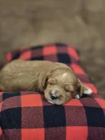 Elsie, a female Cavapoo for sale in Manns Choice, PA – 2 of 6