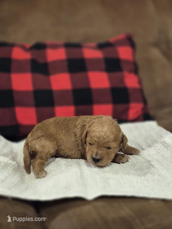 Ember – Cavapoo puppy for sale in Manns Choice, PA