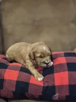 Elsie, a female Cavapoo for sale in Manns Choice, PA – 3 of 6