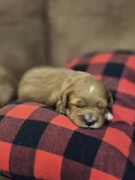 Elsie, a female Cavapoo for sale in Manns Choice, PA – 4 of 6
