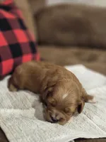 Elsie, a female Cavapoo for sale in Manns Choice, PA – 6 of 6
