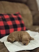 Ember, a female Cavapoo for sale in Manns Choice, PA – 2 of 3