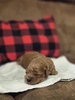 Emmet, a male Cavapoo for sale in Manns Choice, PA – 1 of 4