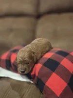 Emmet, a male Cavapoo for sale in Manns Choice, PA – 3 of 4