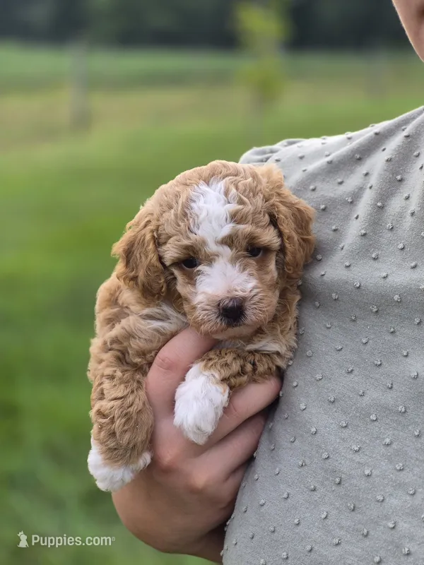 Dixie – Poodle - Miniature  puppy for sale in Manns Choice, PA