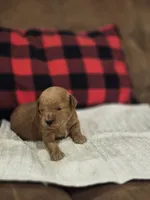 Ember, a female Cavapoo for sale in Manns Choice, PA – 3 of 3