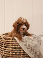 processed/fbaf6101-8077-4192-9a78-ef919eade74c/listing/c540b00f-9363-479d-9b75-e3a1b5d8793a/00880dbe-62bf-4db9-b0fb-109599a041ba