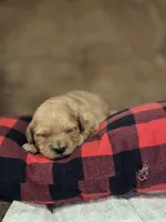Evie, a female Cavapoo for sale in Manns Choice, PA – 2 of 3