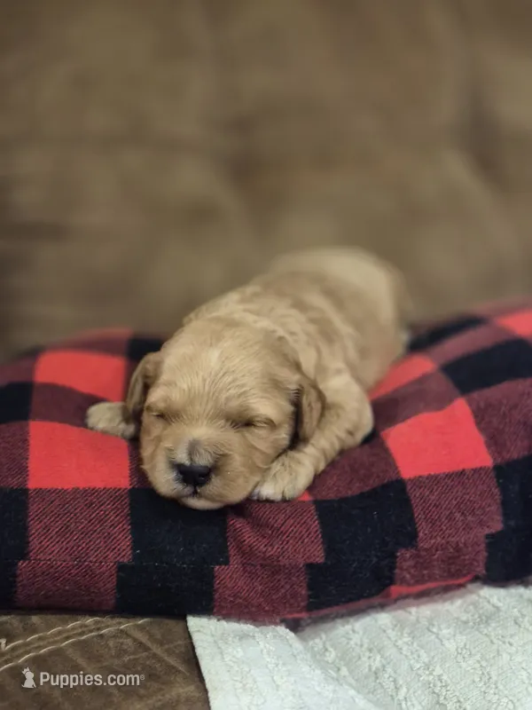 Evie – Cavapoo puppy for sale in Manns Choice, PA